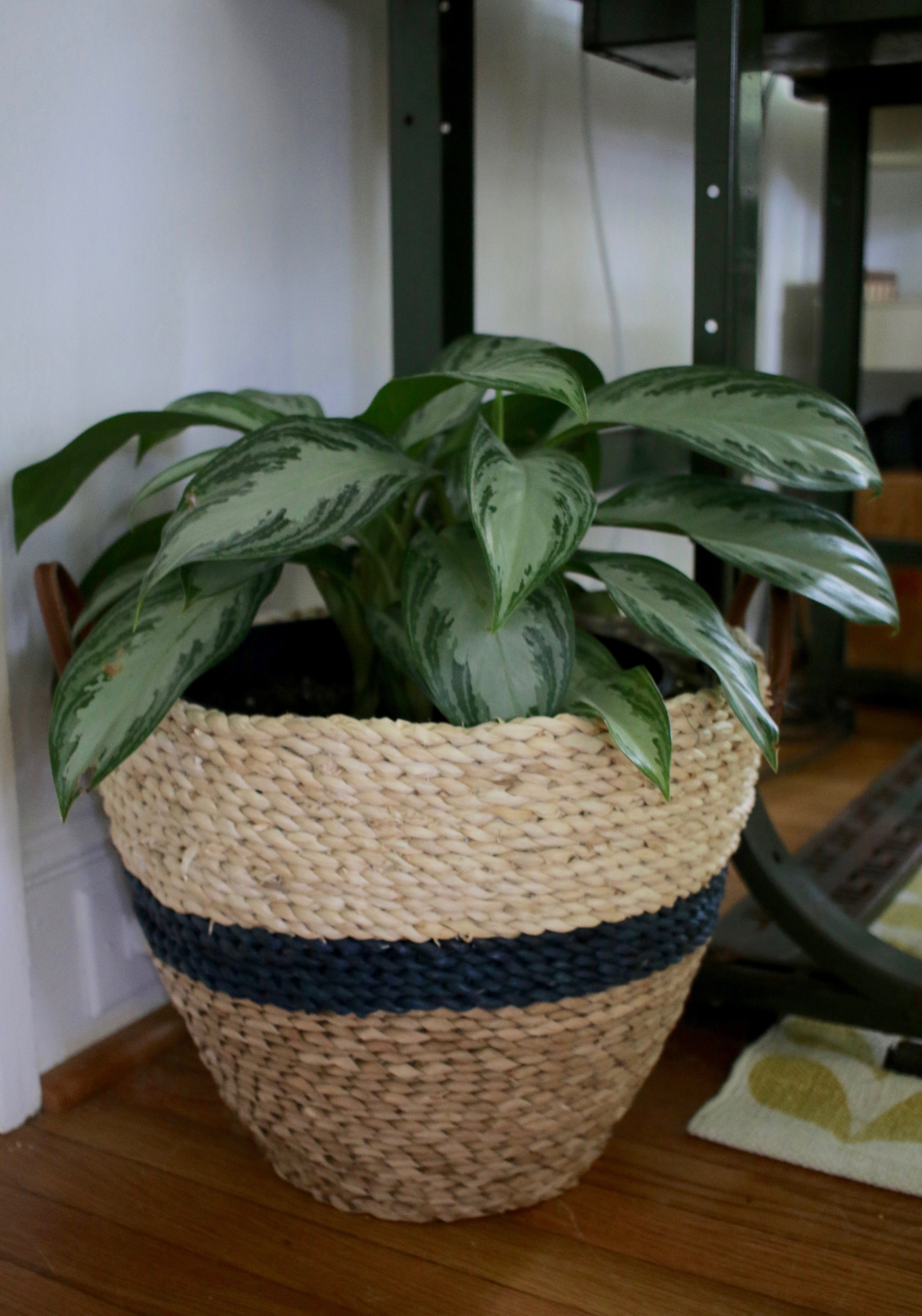 Chinese Evergreen | Mrs Amber Apple