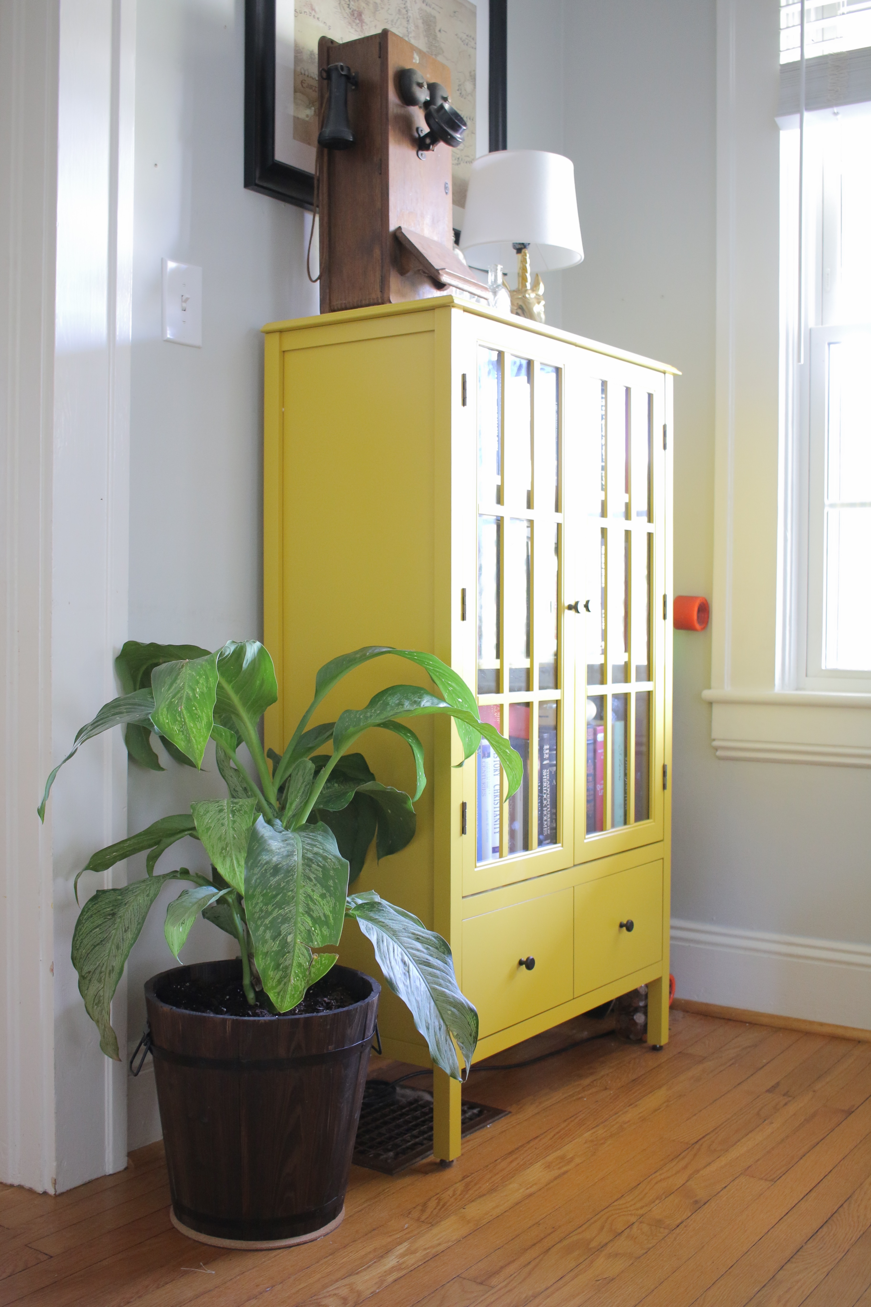 Dumb Cane | Mrs Amber Apple