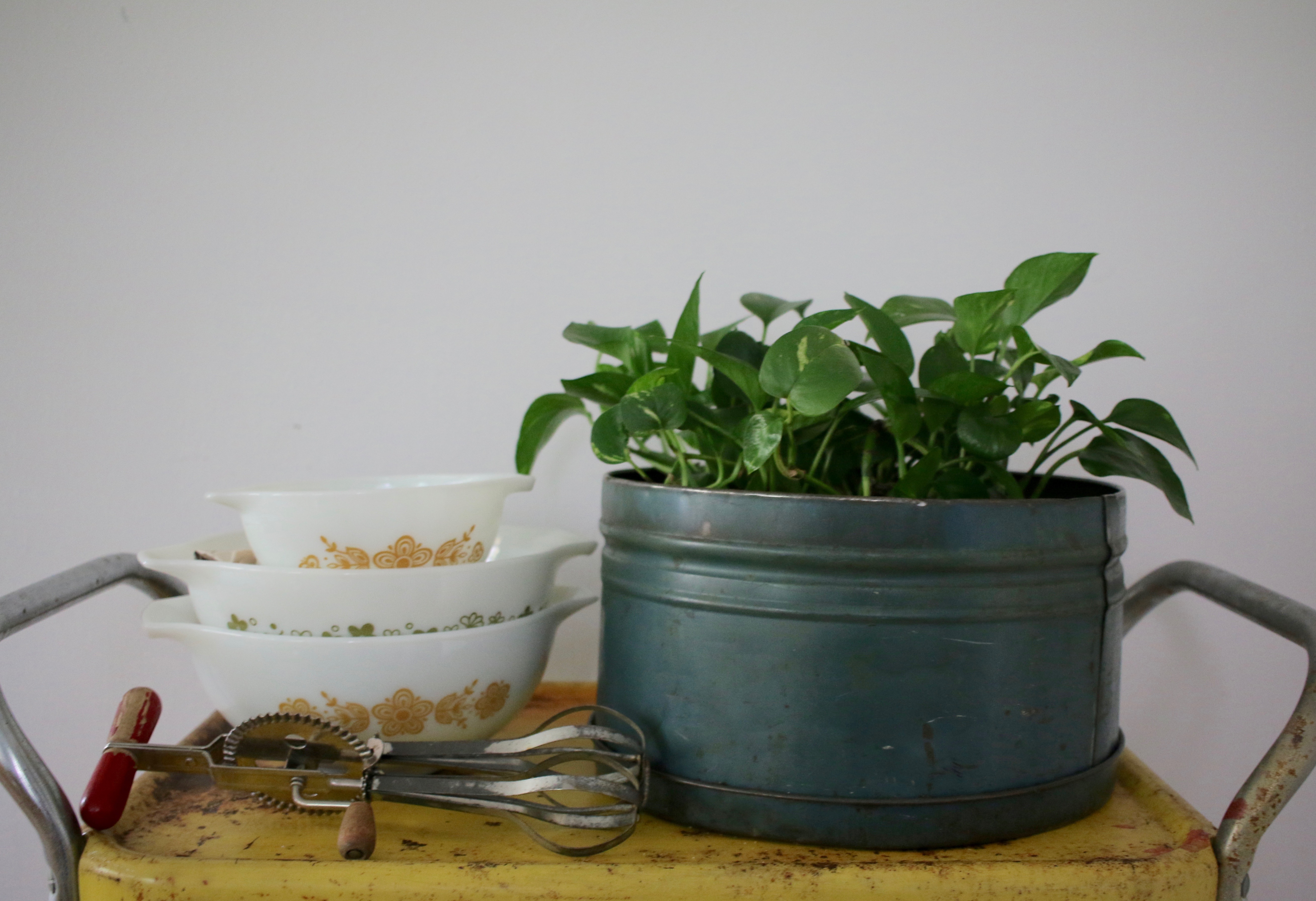 Pothos | Mrs Amber Apple